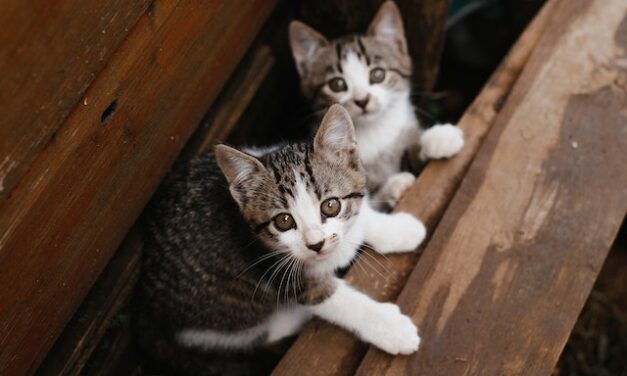 Former residents of San Jose homeless encampment says many of their cats are missing