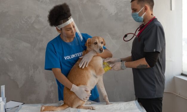 Free Medical clinic for pets to serve the homeless in Denver this weekend.