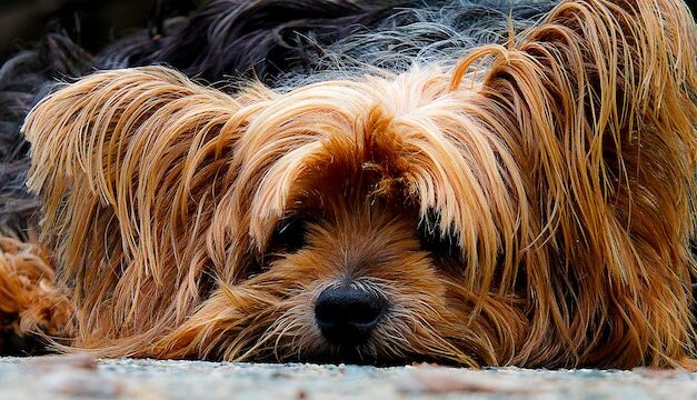 homeless man arrested after kicking dog in Venice, causing a dramatic brain injury.