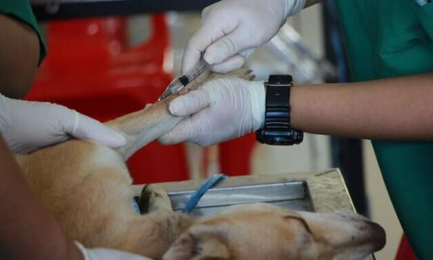 Homeless in Charleston, WV get free vet care for their pets