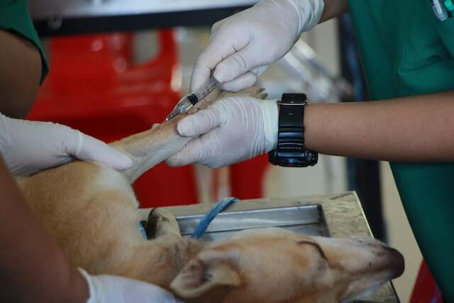 Homeless in Charleston, WV get free vet care for their pets